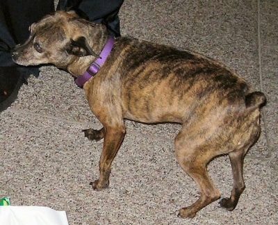 Roxie the Bospin wearing a purple collar and standing on a tiled floor