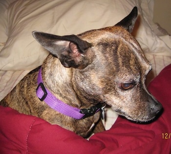 Close Up - Roxie the Bospin laying on a bed under a tan and red blanket