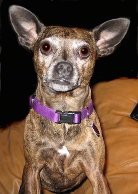 Close Up - Roxie the Bospin standing on a leather couch with a cell phone next to her