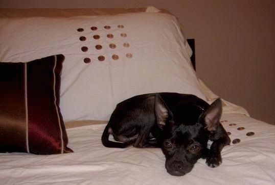 Sadey the Bospin laying on a human's bed with its head down