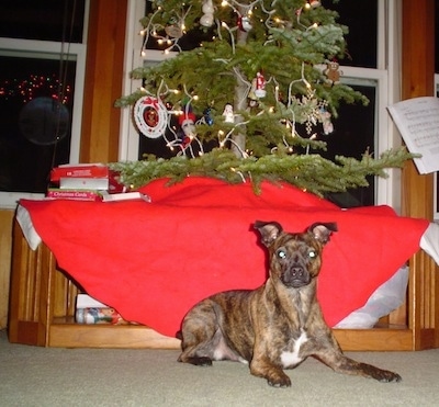 Piston the Bospin laying on the floor in front of a Christmas tree which is up on a table with the red tree cover draped around the bottom