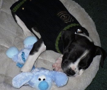 Close up - Topdown view of the right side of a black with white Bostalian puppy that is sleeping in a dog bed, next to a dog toy.