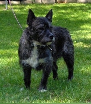 A black with white Bostie is standing in a yard and it is looking to the right.