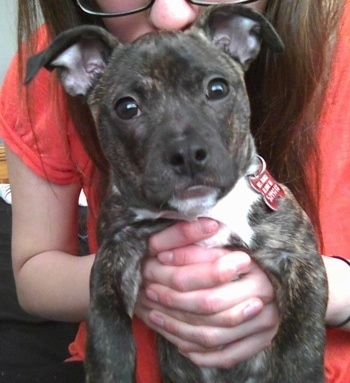 Close up - A brindle with white Boston Huahua is being held by a lady with her nose on the dogs head. The Bo-Chi is looking forward.