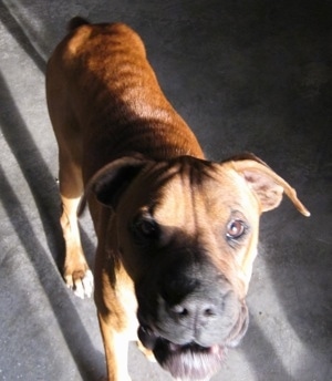 Topdown view of the front right side of a brown with white Box-a-Shar that is standing across a garage floor and its mouth is slightly open.