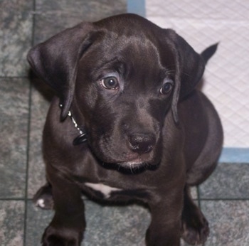 yellow lab puppy wallpaper. Guinness the ½ Chocolate Lab ½