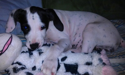 Close up - The left side of a white with black Boxapoint puppy that is laying down in a bed with a plush toy next to it and it is looking forward.