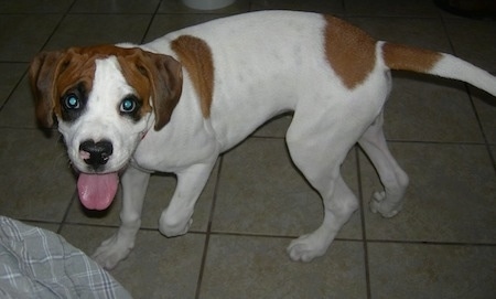 Boxer Basset Hound