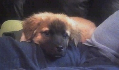 A tan Boxer Chow puppy, that has a black muzzle, is laying its on the lap of a person that is sitting on a couch.