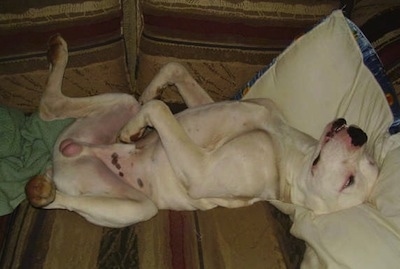 Cooper the Boxer sleeping on his back belly-up on a couch on a pillow