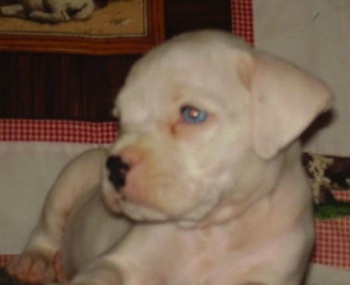 Close Up - Cooper the Boxer as a puppy looking to the left