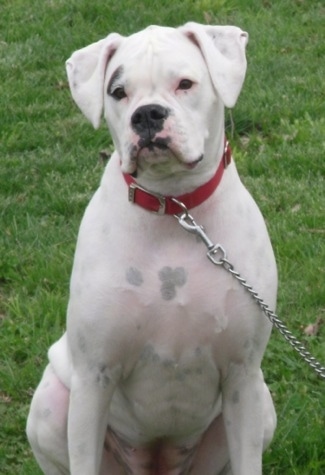 Schnee Wittchen the Boxer sitting outside in a lawn wearing a red collar and a chain leash