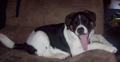 The right side of a white and black with brown Boxita that is laying across a couch, its mouth is open and its tongue is hanging out.