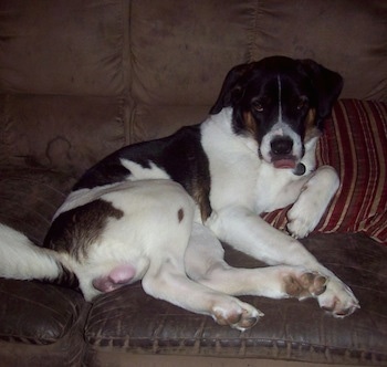 The right side of a white and black with brown Boxita that is leaning against a pillow.