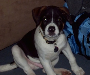 The front right side of a black and  Boxita as a puppy sitting on a carpet