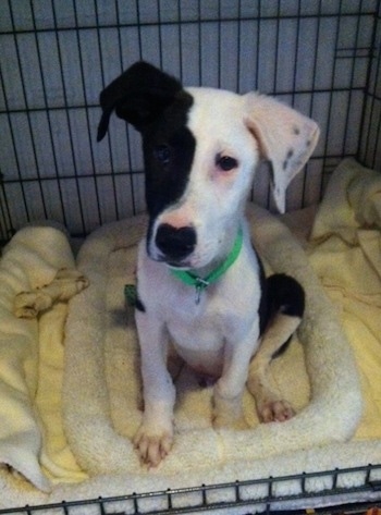 Close up - A black and white Boxollie puppy is sitting on a dog bed in a dog crate and it is looking forward.