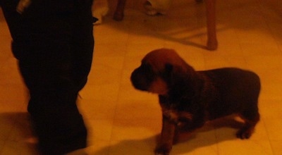 Boxweiler puppy walking on a floor looking at the feet of a person