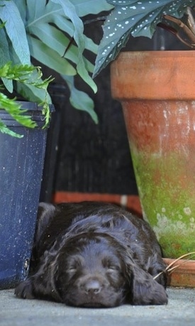Close Up - Ollie the Boykin Spaniel puppy sleeping outside in between two potted plants