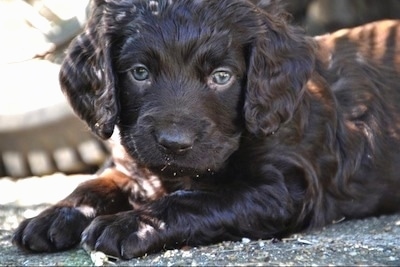 Close Up - Ollie the Boykin Spaniel puppy laying on a blacktop and looking at the camera holder