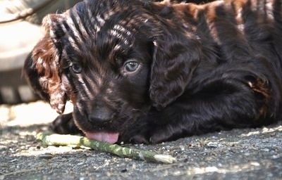Close Up - Ollie the Boykin Spaniel puppy laying on a blacktop and licking a green stick