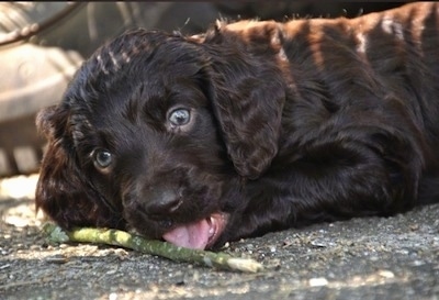 Close Up - Ollie the Boykin Spaniel puppy laying on a blacktop and biting a green stick