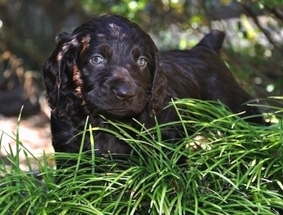 Close Up - Ollie the Boykin Spaniel puppy standing in front of tall grass