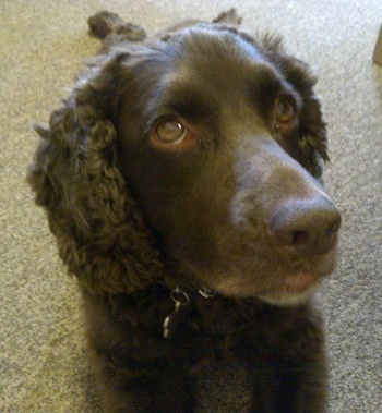 Close Up - Ruben the Boykin Spaniel laying on the carpet and looking to the right