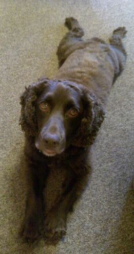 Ruben the Boykin Spaniel laying on the carpet looking up