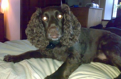 Close Up - Ruben the Boykin Spaniel laying on a human's bed and looking at the camera holder