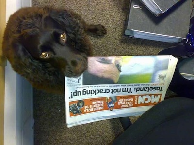 Close Up - Ruben the Boykin Spaniel looking up with the newspaper in his mouth