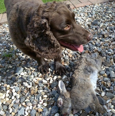 Ruben the Boykin Spaniel standing in rocks over a dead rabbit and looking to the left