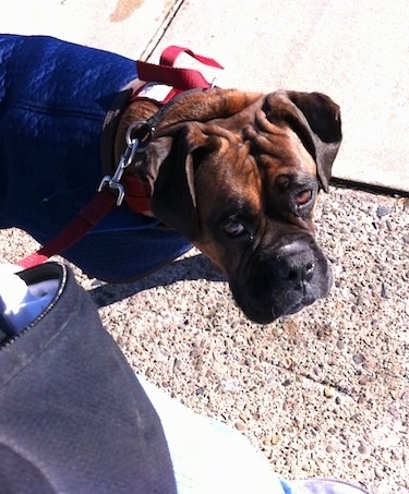 Close Up - Bruno the Boxer wearing a coat walking down the sidewalk