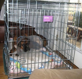 Bruno the Boxer laying in a crate with the cone on