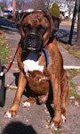 Bruno the Boxer is sitting outside on a sidewalk