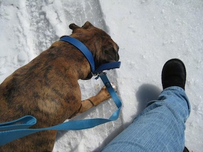 Bruno the Boxer being walked in the snow