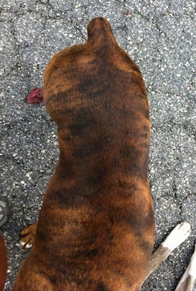 Bruno the Boxer standing on a blacktop next to Spencer the Pit Bull Terrier