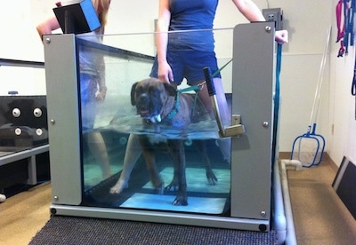 Bruno walking in the Underwater treadmill