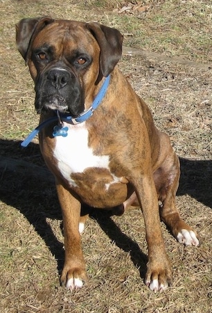 Bruno the Boxer sitting outside