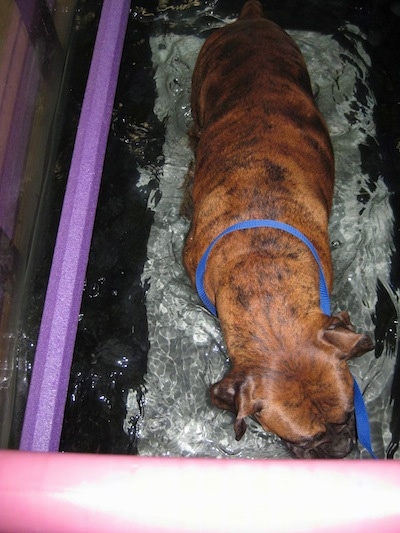 View inside the treadmill Bruno the Boxer walking the treadmill