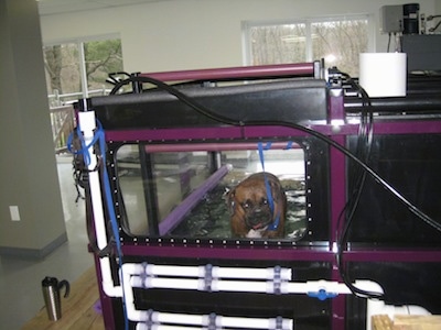 Bruno the Boxer walking on an inclined underwater treadmill looking at the camera holder