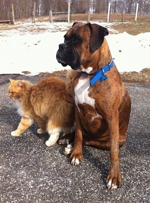 Bruno the Boxer sitting on a blacktop next to a cat