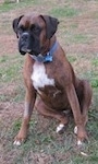 Bruno the Boxer sitting outside looking into the distance with a shaved patch of fur