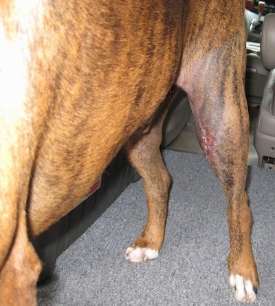 Bruno the Boxer standing in the back of a van.