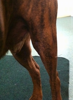 Bruno the Boxers back left leg