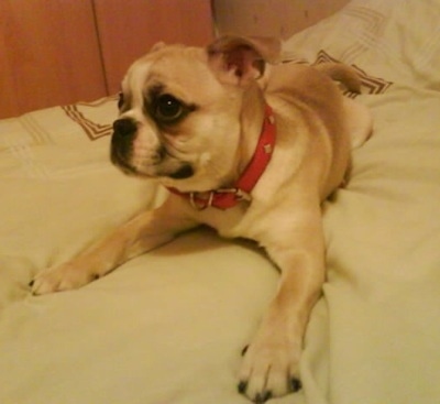 Dolly the Buggs puppy laying on a human's bed looking playful