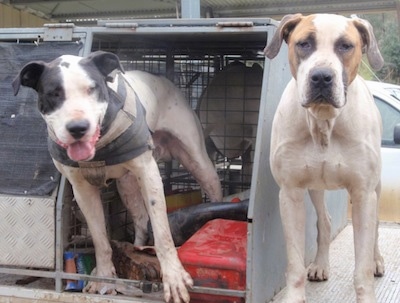 Two Bull Arab dogs are standing on the bed of a truck and they are looking forward.