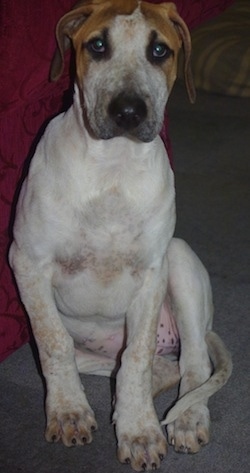 Close Up - A white with brown Bull Arab puppy is sitting on a carpet, next to a couch and it is looking forward.