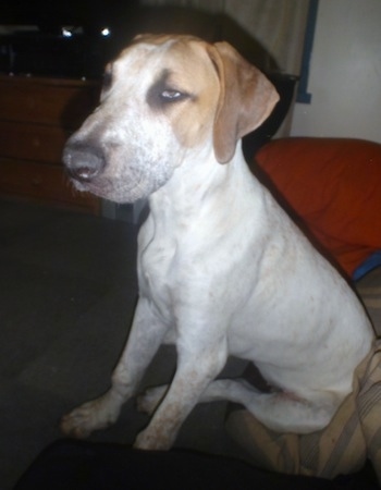 The left side of a white with brown Bull Arab puppy that is sitting on a carpet, next to a couch and it is looking to the left.