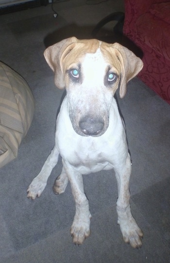 Top down view of a white with brown Bull Arab puppy that is sitting on a carpet and it is looking up.