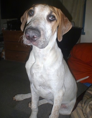 Close Up - The front right side of a white with brown Bull Arab puppy that is sitting on carpet and it is looking up.